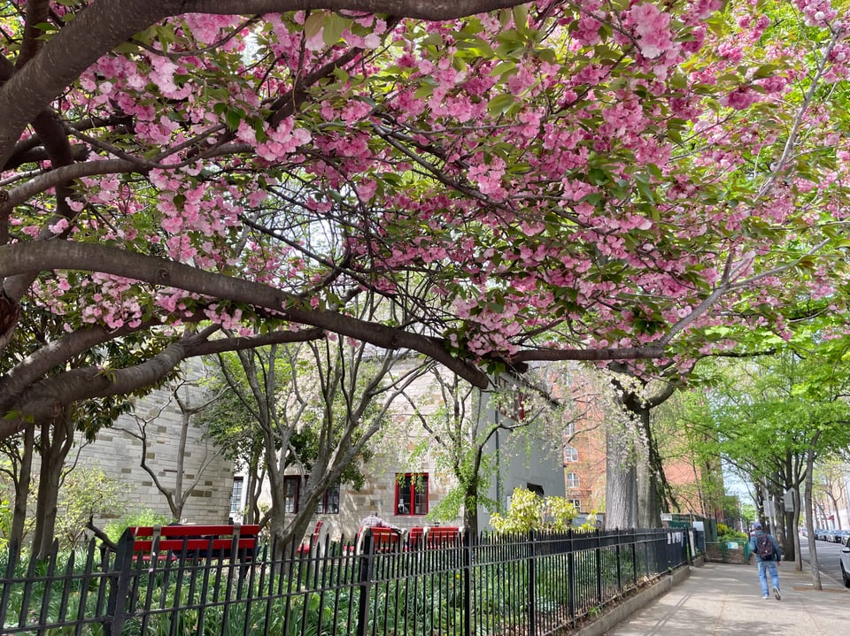 cherry blossom tree outside a church