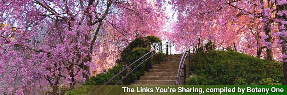 A low green hill with steps leads up to a forest of cherry blossom.
