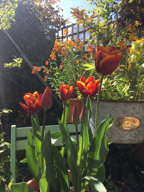 Garnet and amber tulips are growing in a small garden. There are orange wallflowers behind them. There's a slice of blue sky above. Image by Rowan Ambrose.