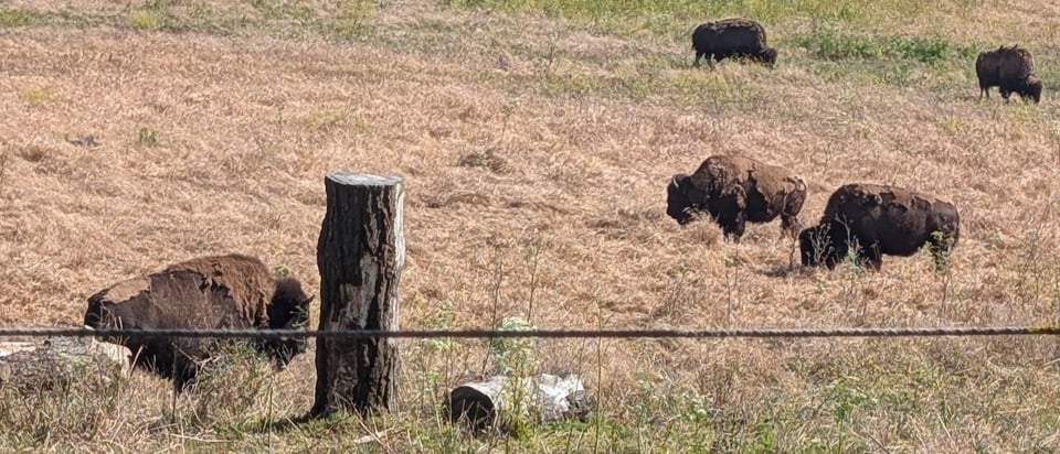 Five bison stand in a dry grass field, munching on grass and shedding their winter coats in clumps.