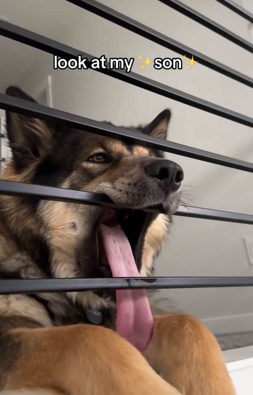 A dog with its tongue out around the bars on a window.