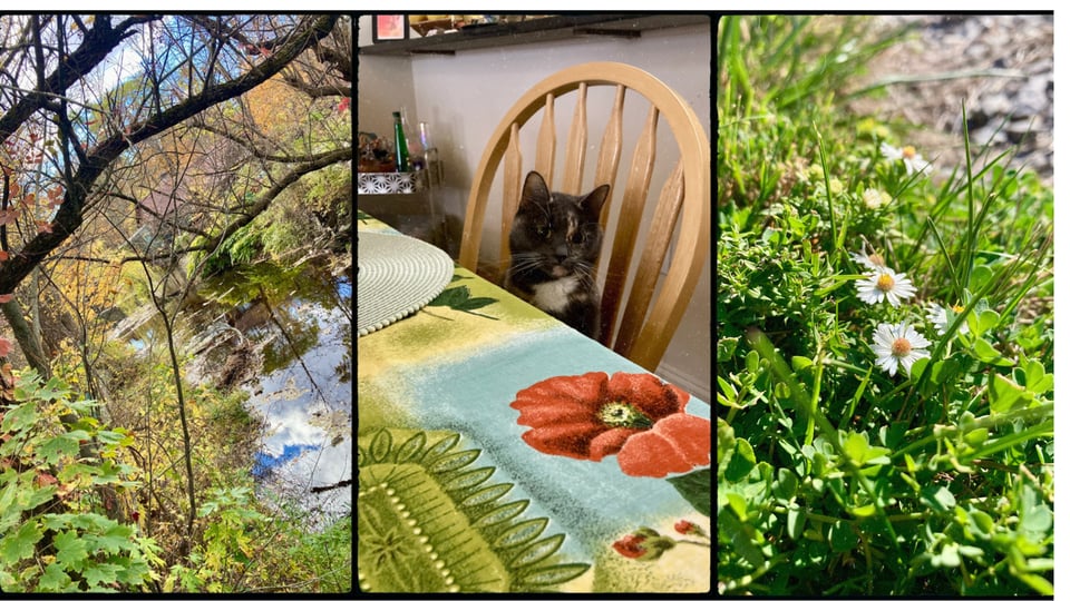 photo grid with 3 pictures. L-R: a picturesque view of a stream with fall trees; a gray cat sitting like a person at a dining table; close view of white and yellow flowers in green grass.