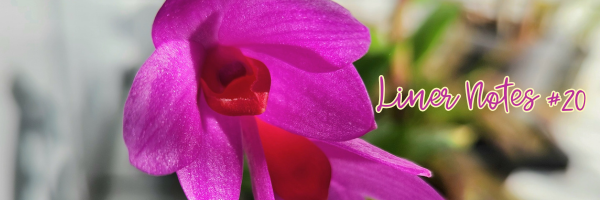 A picture of dendrobium glomeratum almost at full bloom. The petals and sepals are magenta, and the lip is red-orange. The text "liner notes #20" is in orchid pink on the right-hand side.