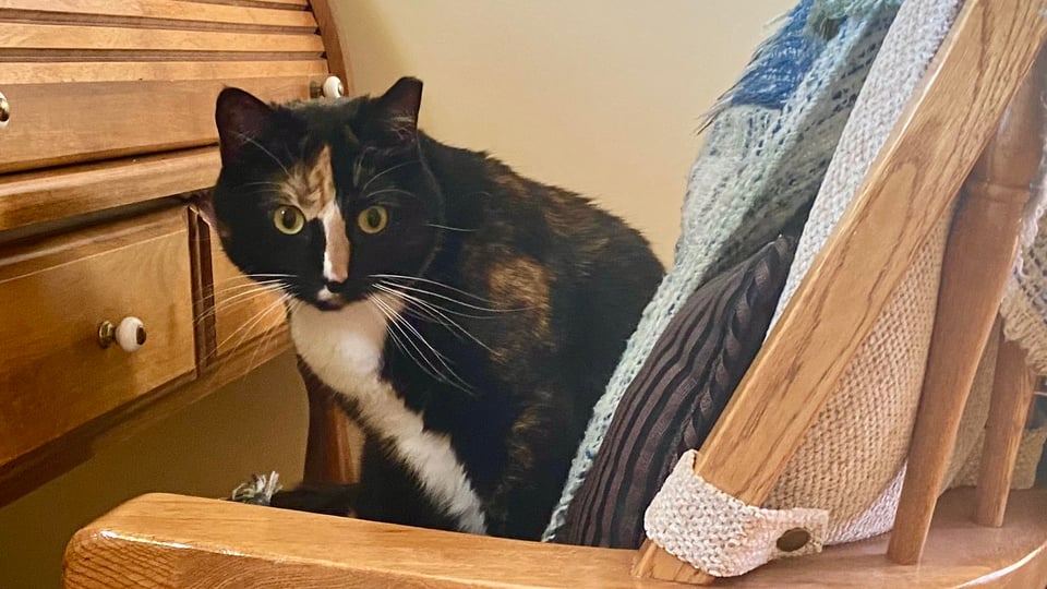 Doll's Eye View - a Bonus Novella for You!