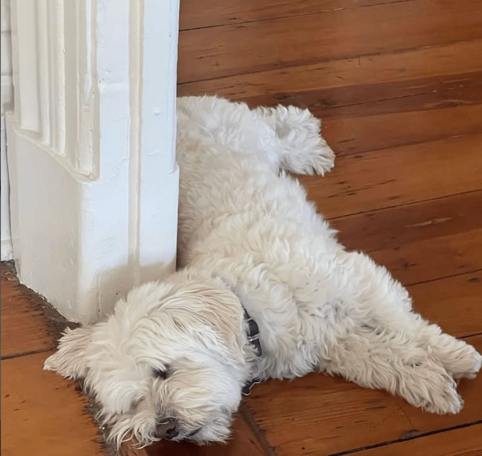 A white fluffy dog lying on a wooden floor