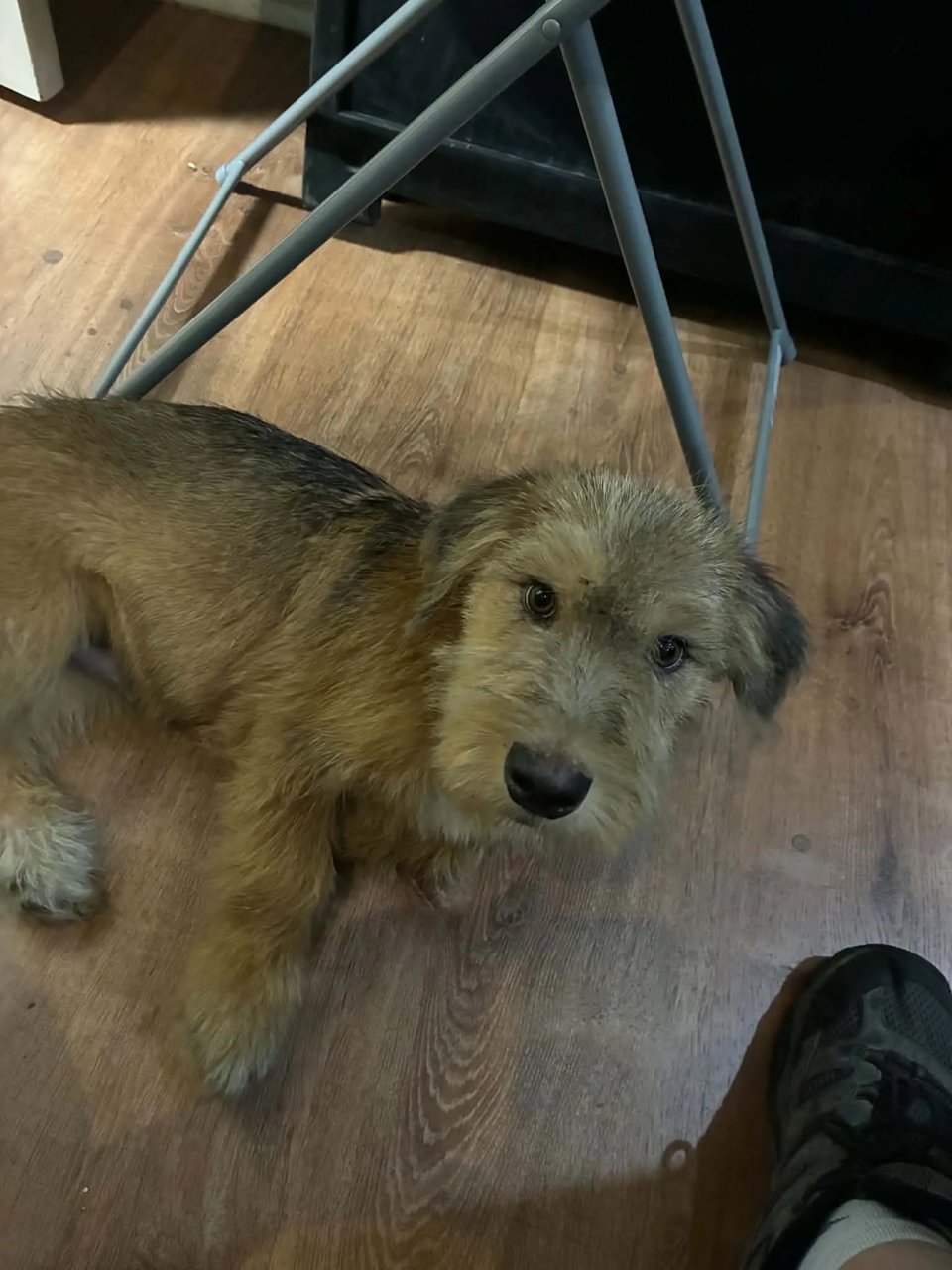 dog