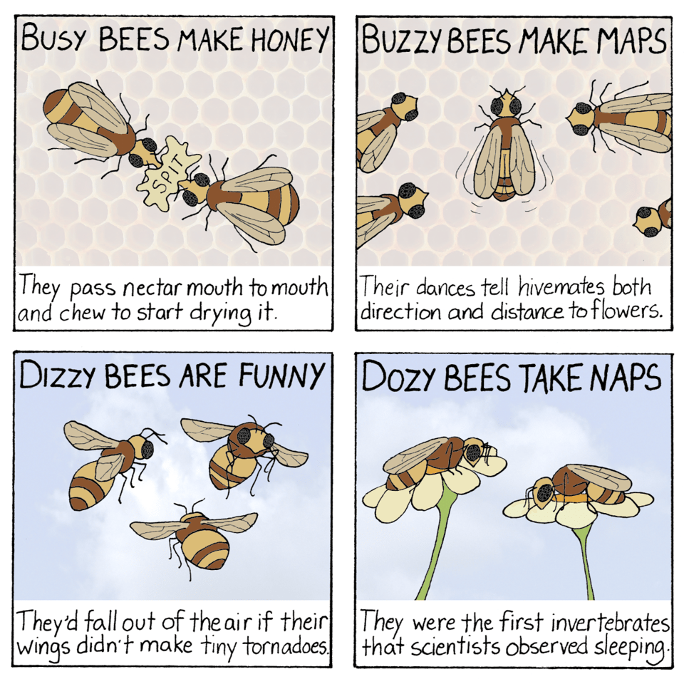 A four-panel comic; each panel is titled with one line of a quatrain: Busy bees make honey Buzzy bees make maps Dizzy bees are funny Dozy bees take naps Below the title line is an illustration of bees engaged in the activity described, and below the illustration are more detailed explanations: "They pass nectar mouth to mouth and chew to start drying it." "Their dances tell hivemates both direction and distance to flowers." "They'd fall out of the air if their wings didn't make tiny tornadoes." "They were the first invertebrates that scientists observed sleeping."