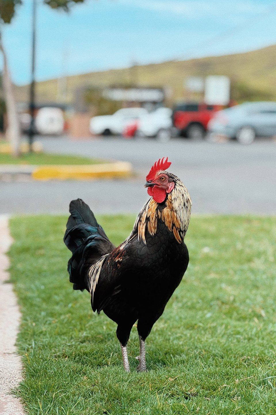 A rooster in a parking lot on the island of Maui