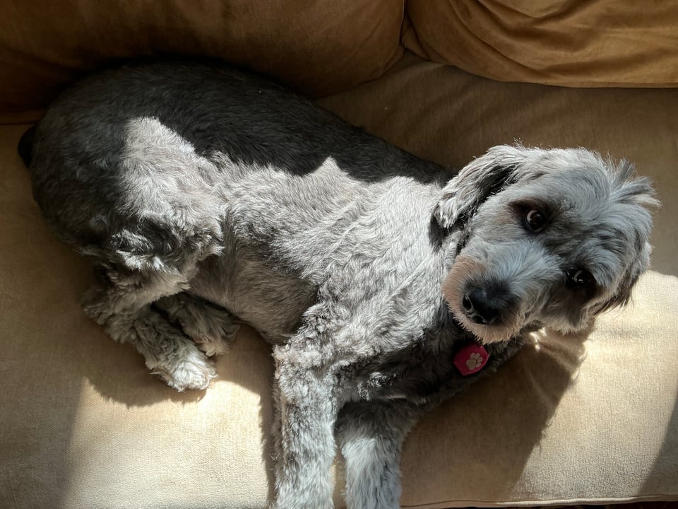 photo of gray Aussiedoodle lying on her side in the sun on a light-brown leather sofa. The camera-eye is above her, and she's got her head up and a querulous expression in her eyebrows