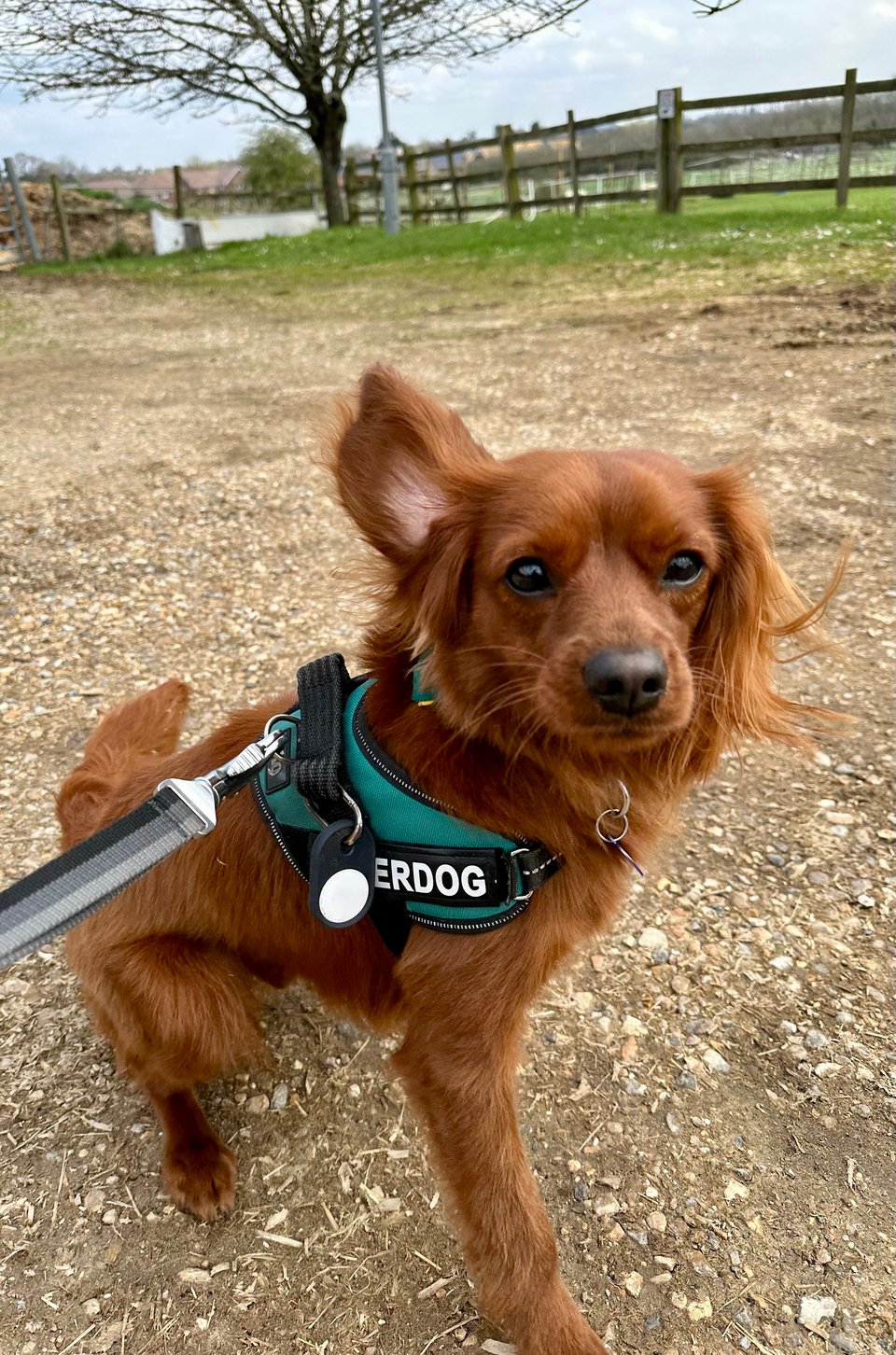 Radio makes a sharp turn, ears flying.