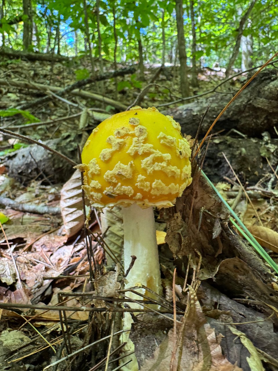 A yellow mushroom with pale yellow-white splotches on its cap pushing up through pine needles and leaves.