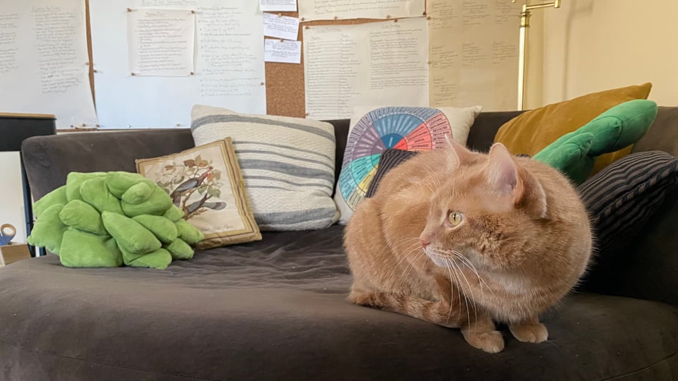 Even occupation won't stop me from taking pictures of my cats.

Orange cat looking anxiously to the left, on a brown couch, in front of a lot of pillows and a cork board full of notes.