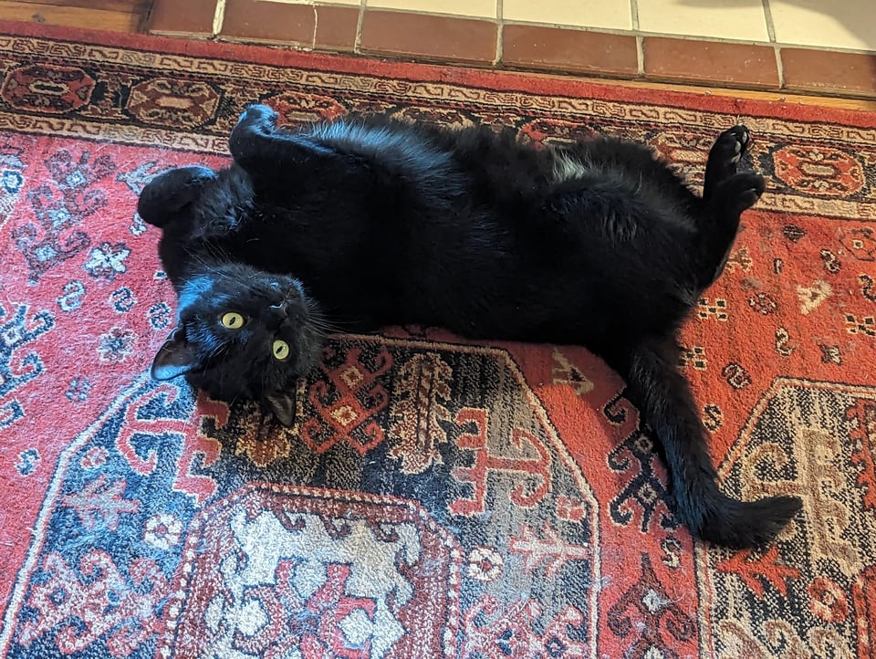 A wide-eyed cat looks up from a Persian rug