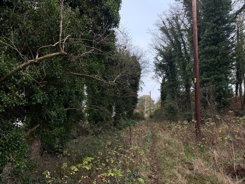A very indistinct path running through some overgrown scrub alongside some telegraph poles.