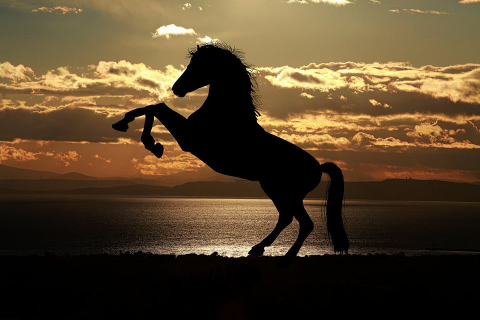 silhouette of a horse rearing up on its hindlegs before a sunset over mountains and ocean through a cloudy sky