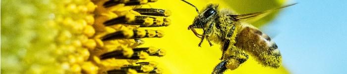 A pollen-covered bee on a sunflower