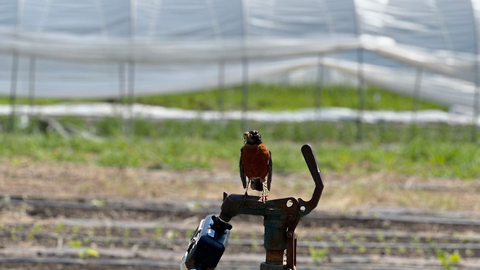 A curious robin watched us work the other day, from its water-pump perch.