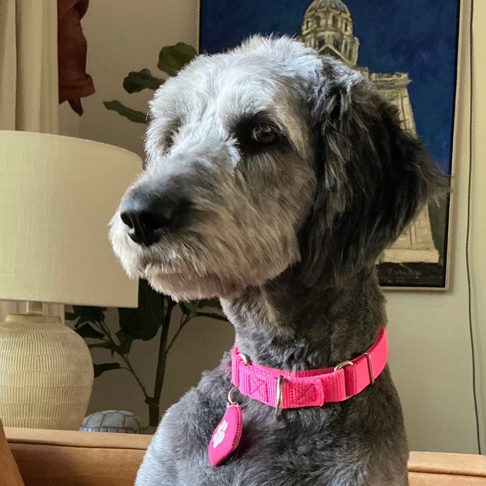 Photo of gray aussiedoodle sitting up on a light-brown leather sofa, giving side-eye to the camera