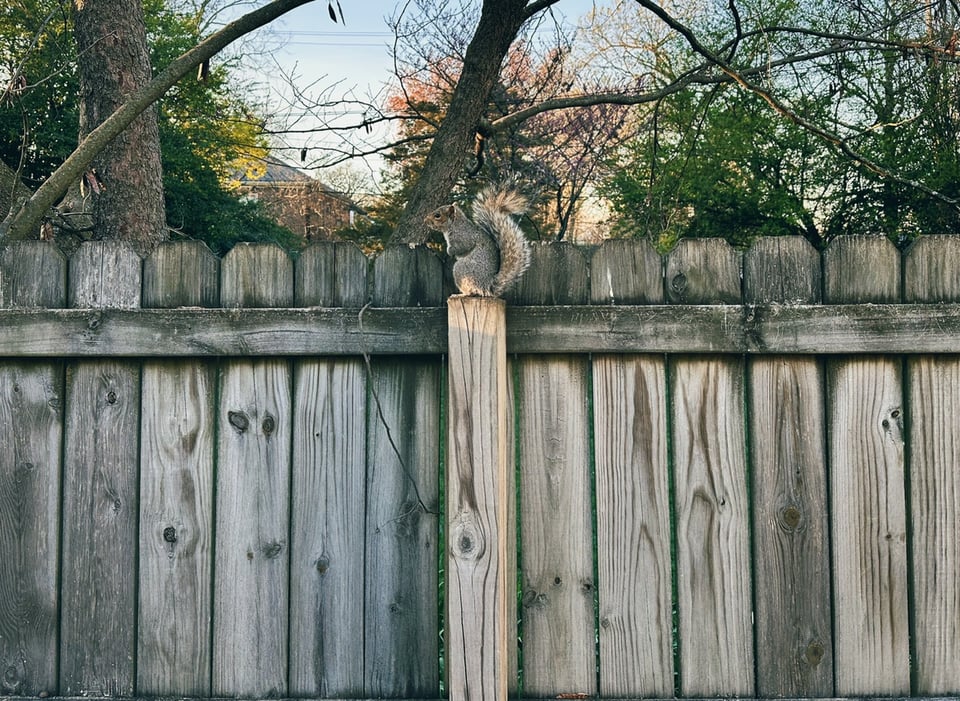 A squirrel on a fence post.