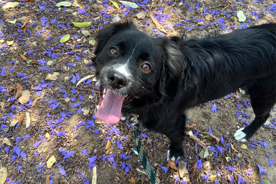 A black dog with a white snout looks up to the camera with their tongue out
