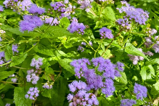 Blue Mistflower