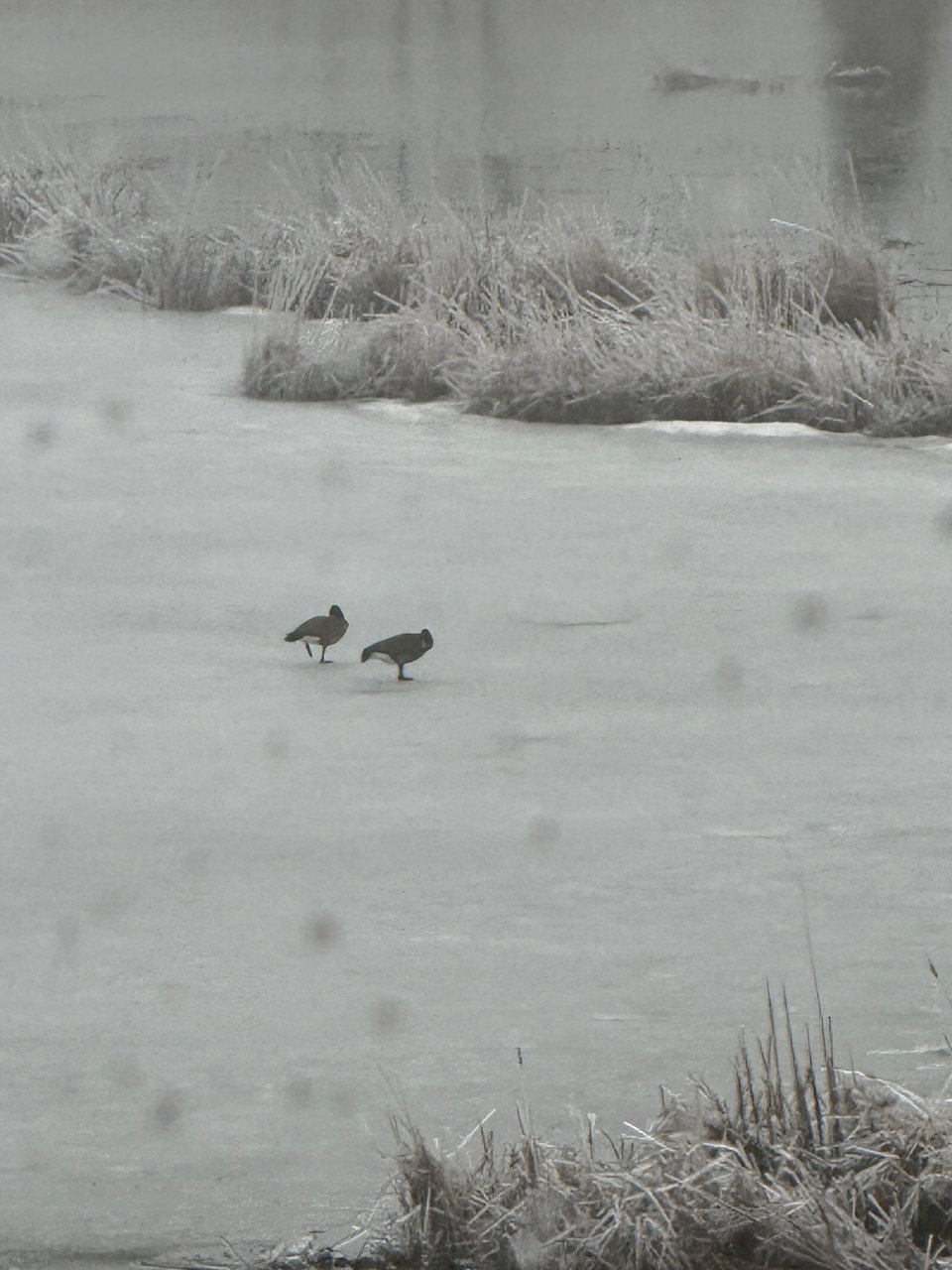 a frozen pond with two geese walking across it