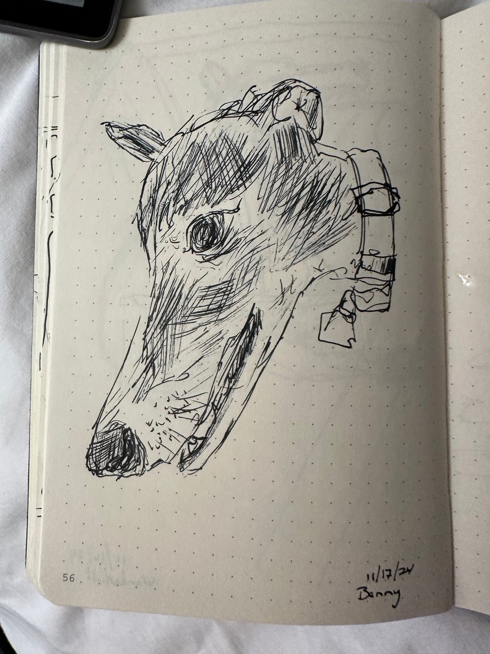 Pen sketch of greyhound’s profile