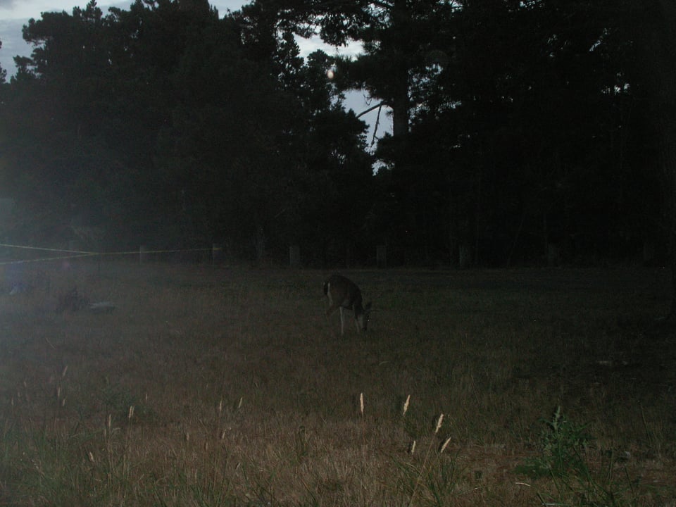 A deer by the side of a campsite entrance, Salt Point State Park, California