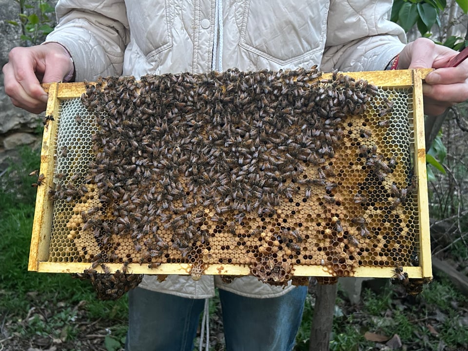 Ella holds a frame full of bees and capped brood from her beehive