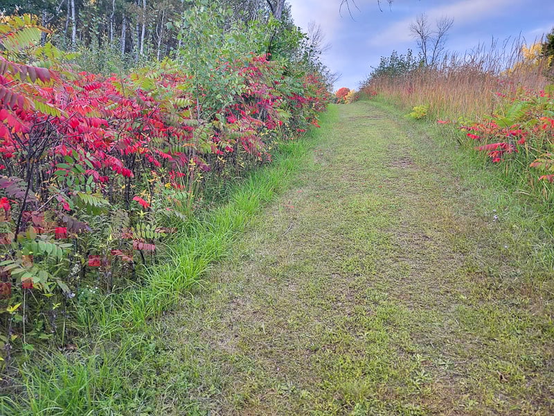 Sometimes sumac (the park has two varieties, both native) can seem like too much of a good thing, and the park controls its tendency to take over sunny areas via weed-whacking and prescribed burns. But this time of year, when it turns the most beautiful natural shade of red, we universally love it. / Photo by Pamela Miller