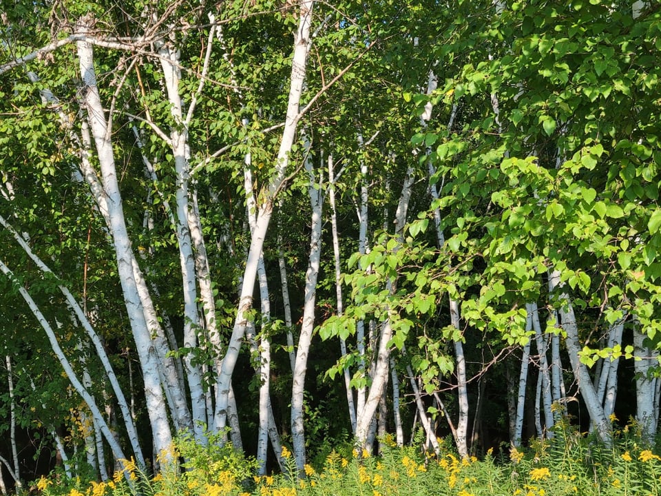 A beautiful stand of birches is the reward for anyone who walks up Santelman’s Firebreak Trail, whose trailhead is on Hill Avenue, across gold prairies to the northeastern Lake Pepin overlook area. / Photo by Pamela Miller