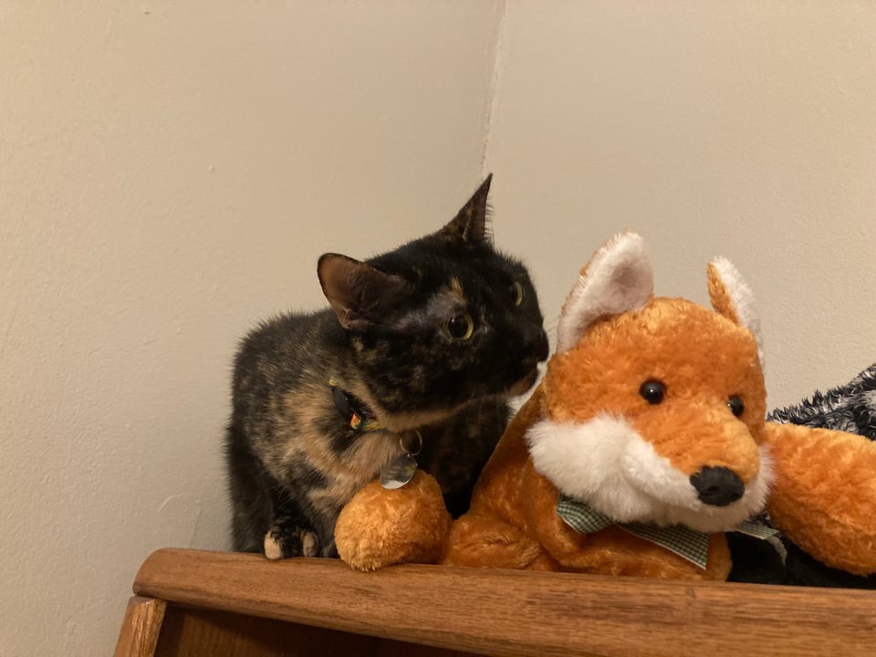 A small black and orange tortoiseshell cat crouches next to a plush fox toy, leaning over to sniff the fox's ear.