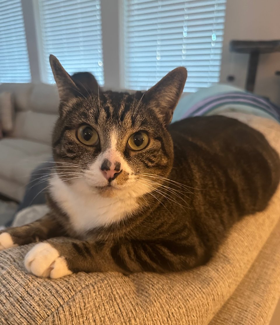 A very dapper tabby with a white chest and paws with a piercing, judgmental stare