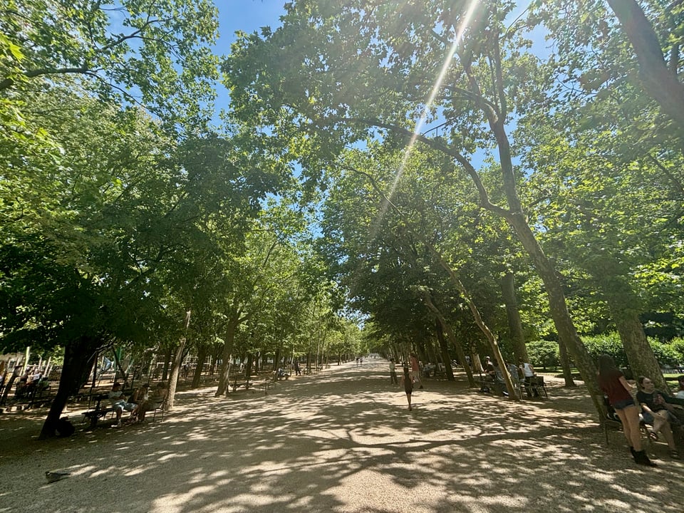 a walkway in Luxembourg garden, trees reach to the sky
