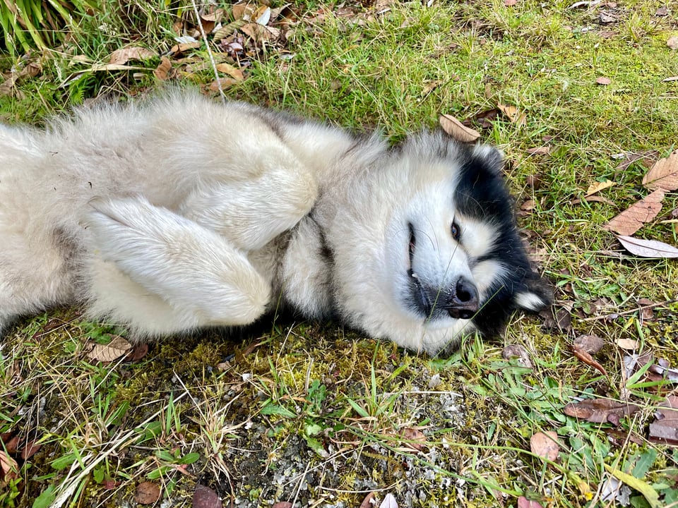 A huge fluffy Alaskan malamute lies on the ground looking both cute and mischevious.