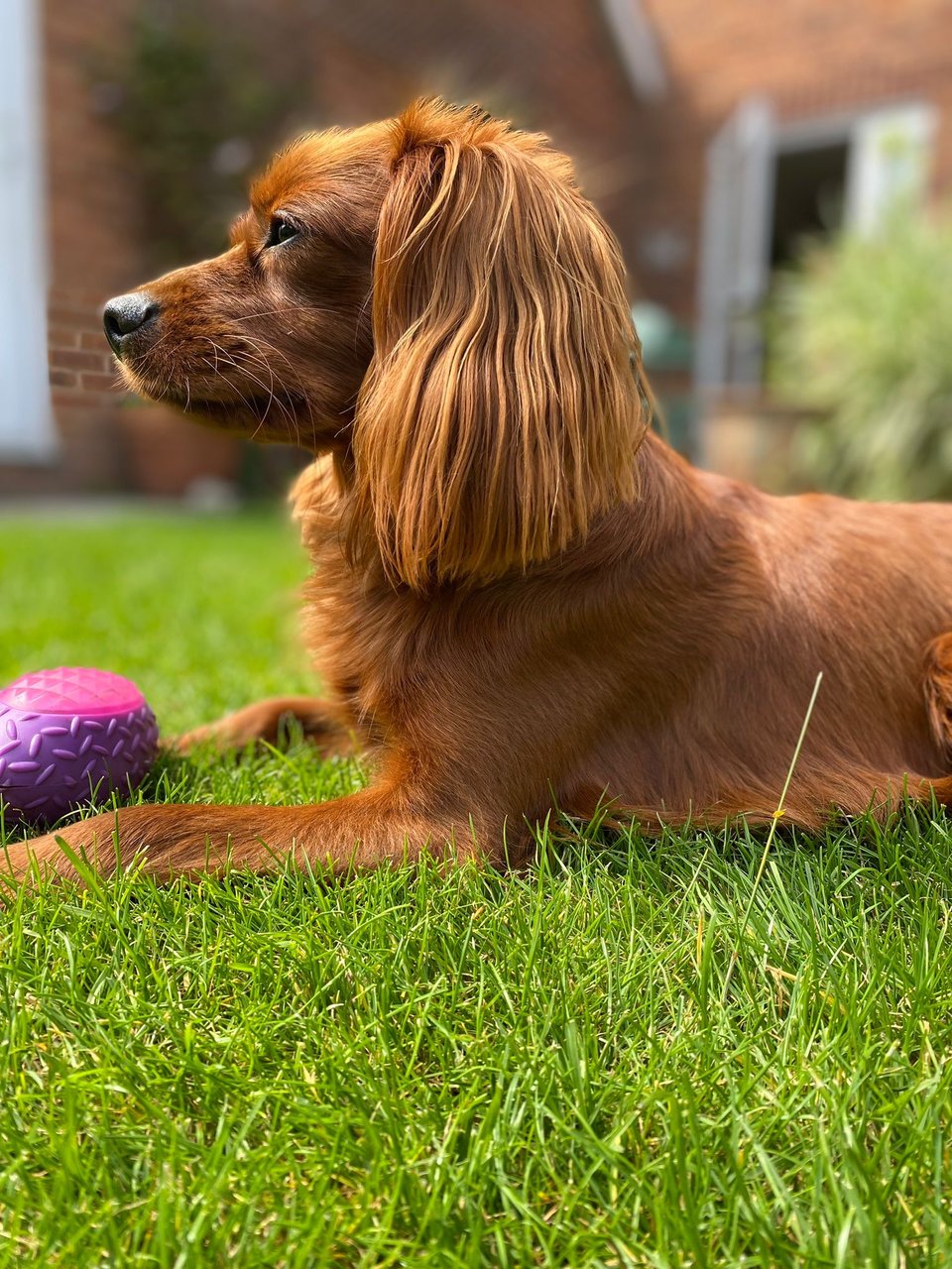 Profile shot of Radio on grass.