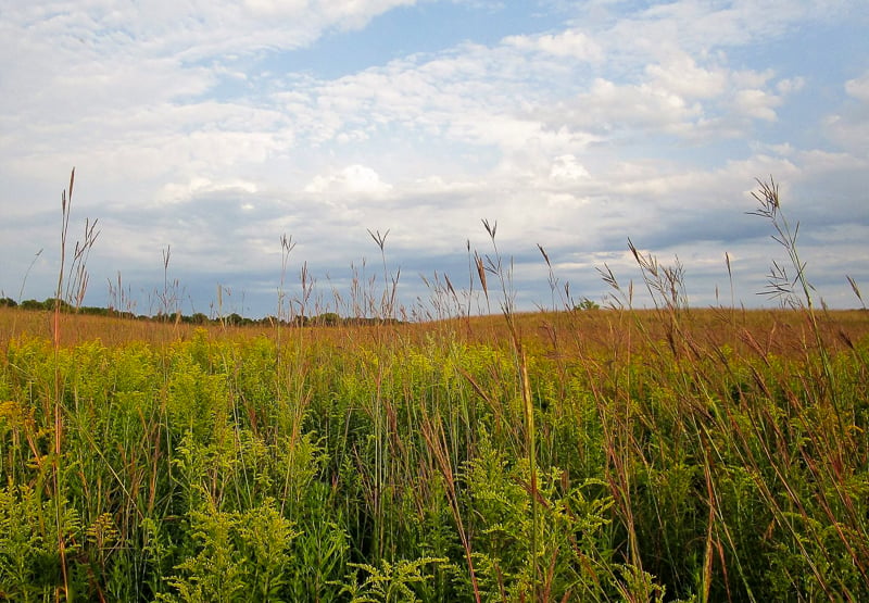 Never is the prairie more evocative than in September, when towering native grasses and flowers, stirred into ocean-like waves by restless winds, turn Frontenac State Park prairie trail areas into lovely, haunting mazes of sea grass. Our prescription for you in these complicated modern times: Walk these trails often, especially at dawn and dusk. / Photo by Pamela Miller