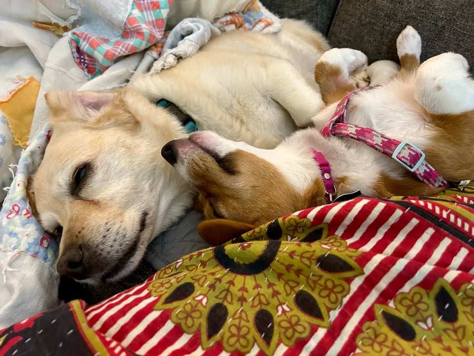 A large Corgi/yellow lab sleeps on a couch. Next to her is a sleeping Corgi puppy turned on her back, paws tucked in the air.