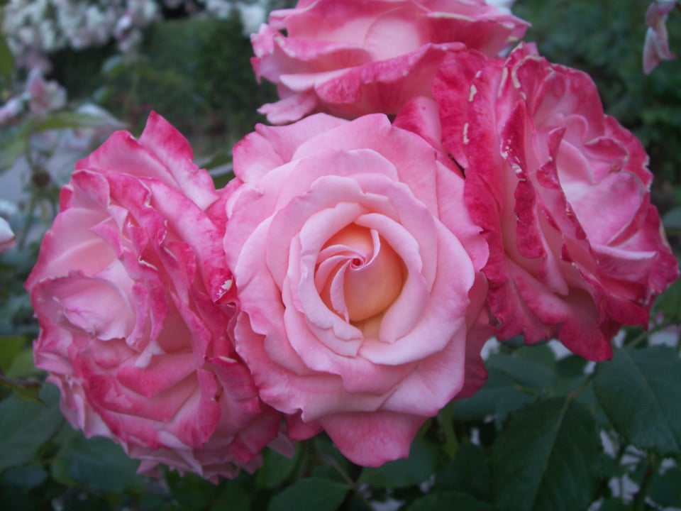 Roses photographed at Oakland's Morcom Rose Garden on a Konica Minolta Dimage X-1 digital camera.