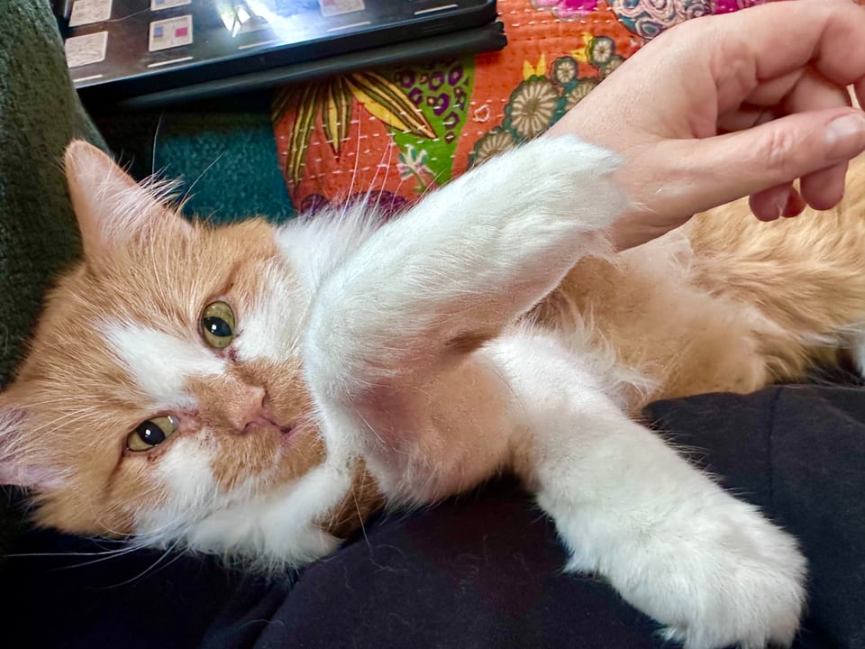 a fluffy orange and white cat staring at the camera with his paws crossed in a gangly way