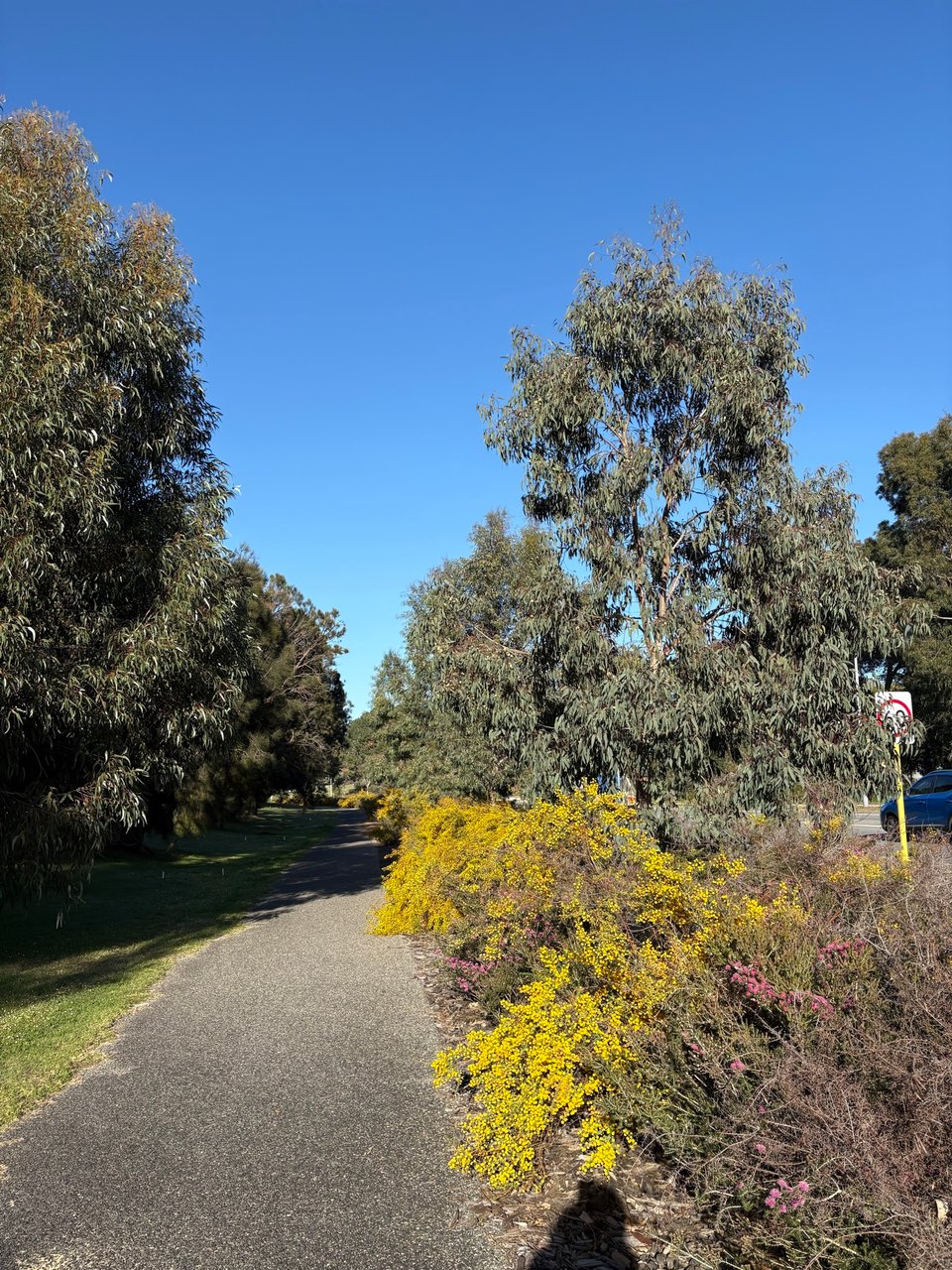 A shared path, bordered on one side by trees and grass and on the other by native plants, including eucalypts and mindaleny bushes bursting with yellow flowers.