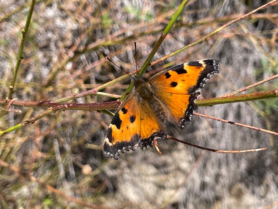 A fully matured tortoiseshell butterfly, mostly bright orange with some black spots near the tops of its wings and a black border along the bottoms, and a fuzzy brown body. Compared to other butterflies like monarchs, the wing edges are rough, like torn paper. The butterfly is sitting on a bare branch with its wings fully extended.