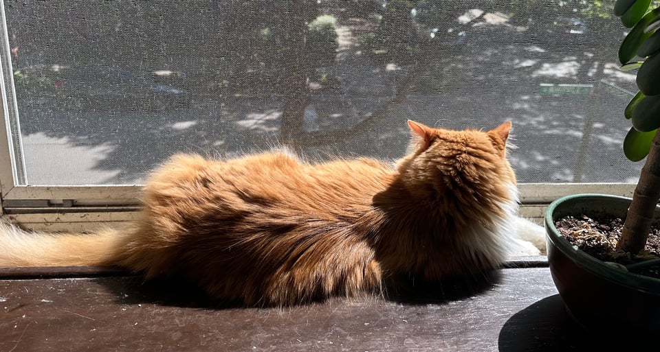 a fluffy orange and white kitty sprawled in a sunny windowsill