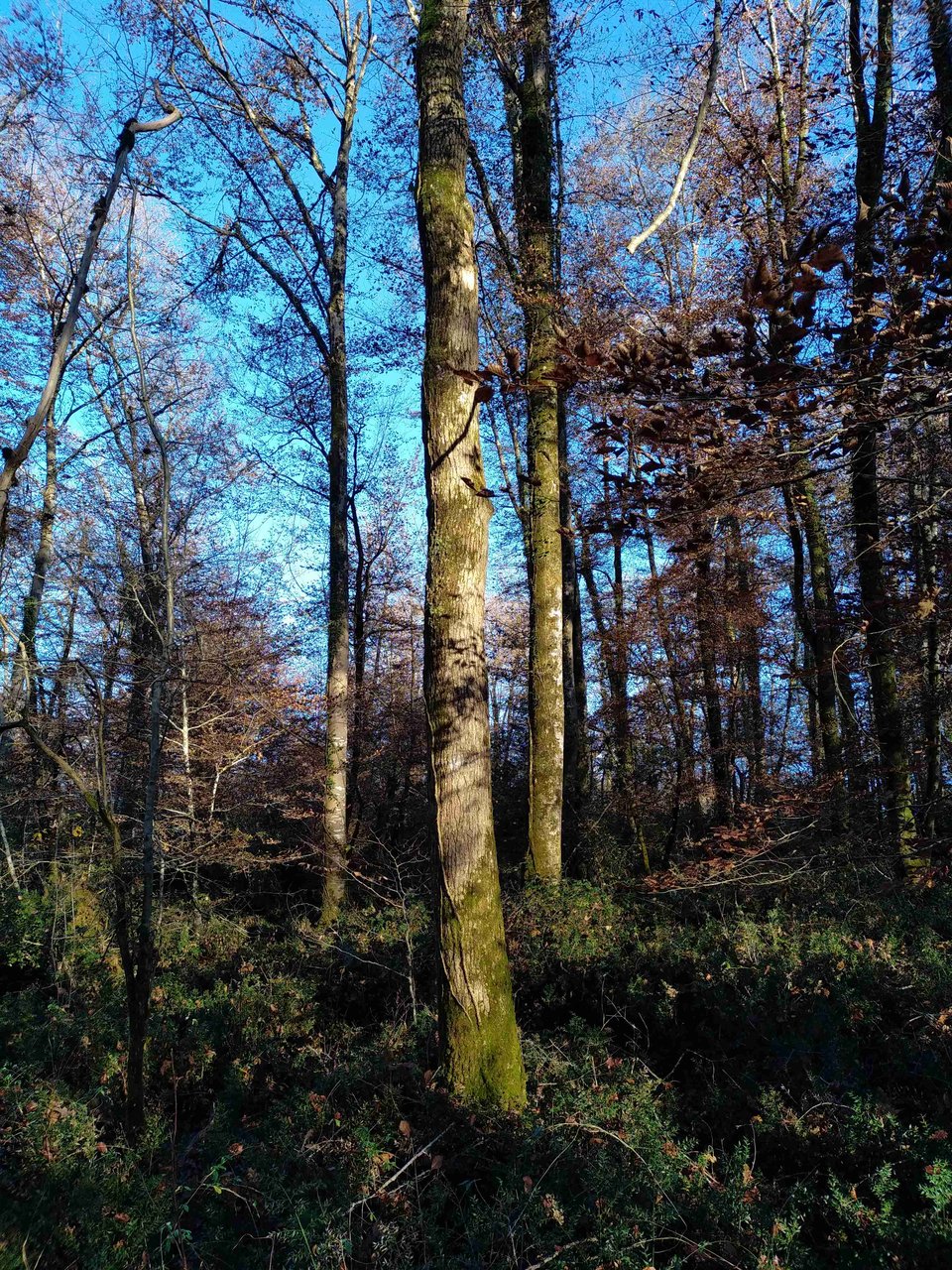 Forêt de feuillus (hêtres et chênes) au début de l'hiver 2025-2026