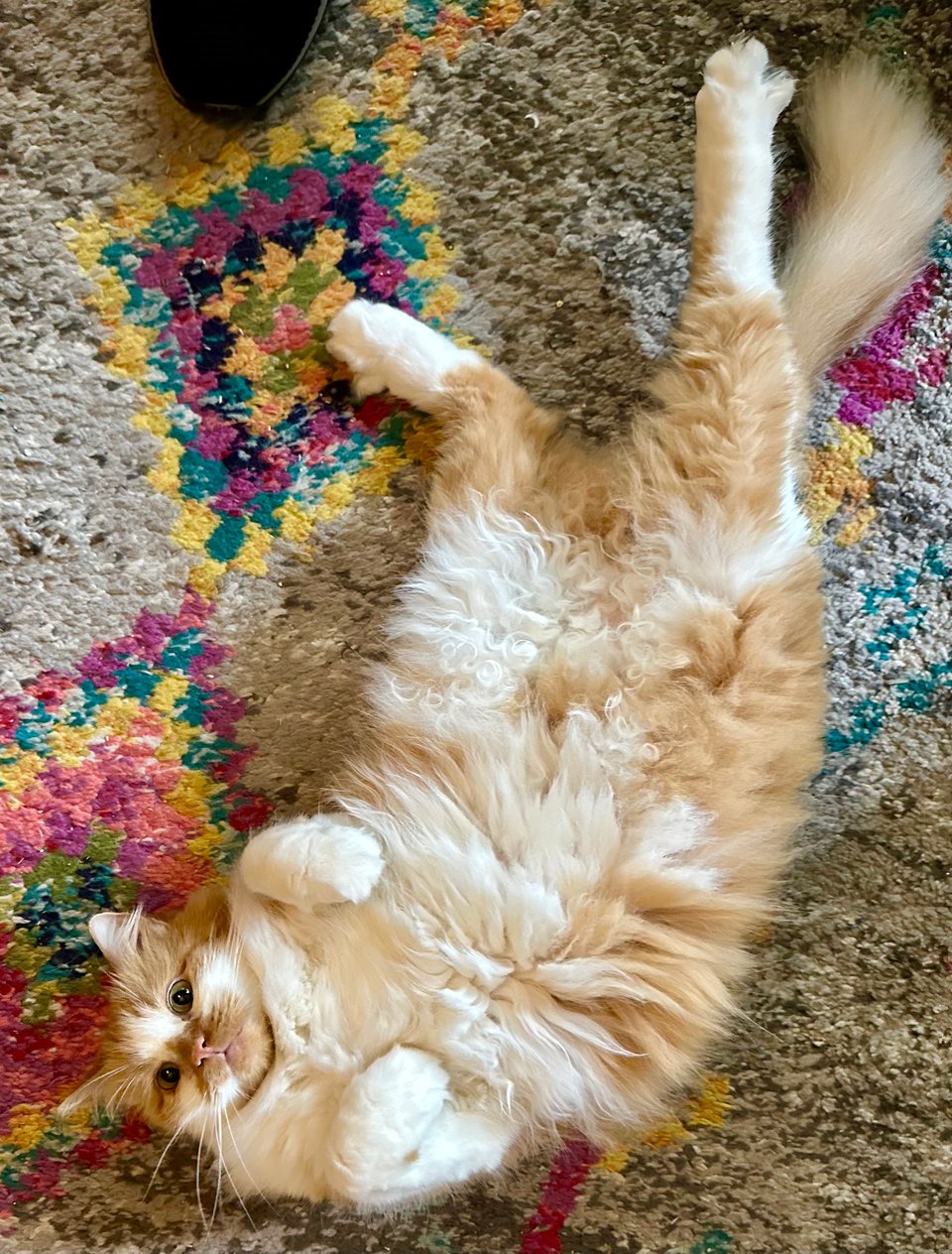 a fluffy orange and white cat with a vacant expression, flopped on his back, floofy belly displayed for all to see, legs akimbo, on a colorful carpet