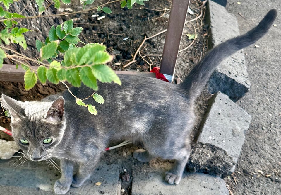 a sleek little gray cat on the pavement