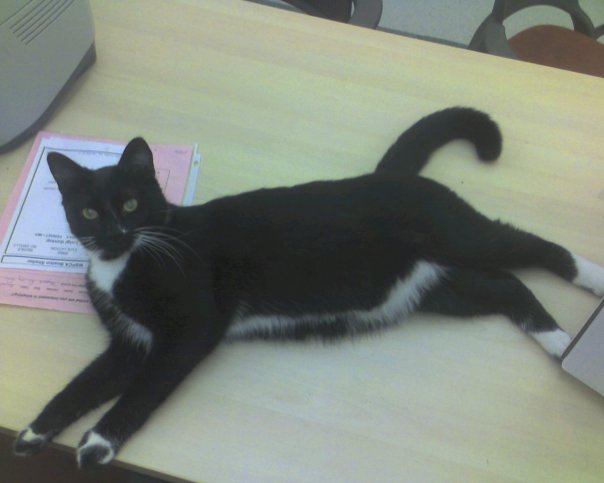 Walter, a tuxedo cat, laying on a wood table in an office