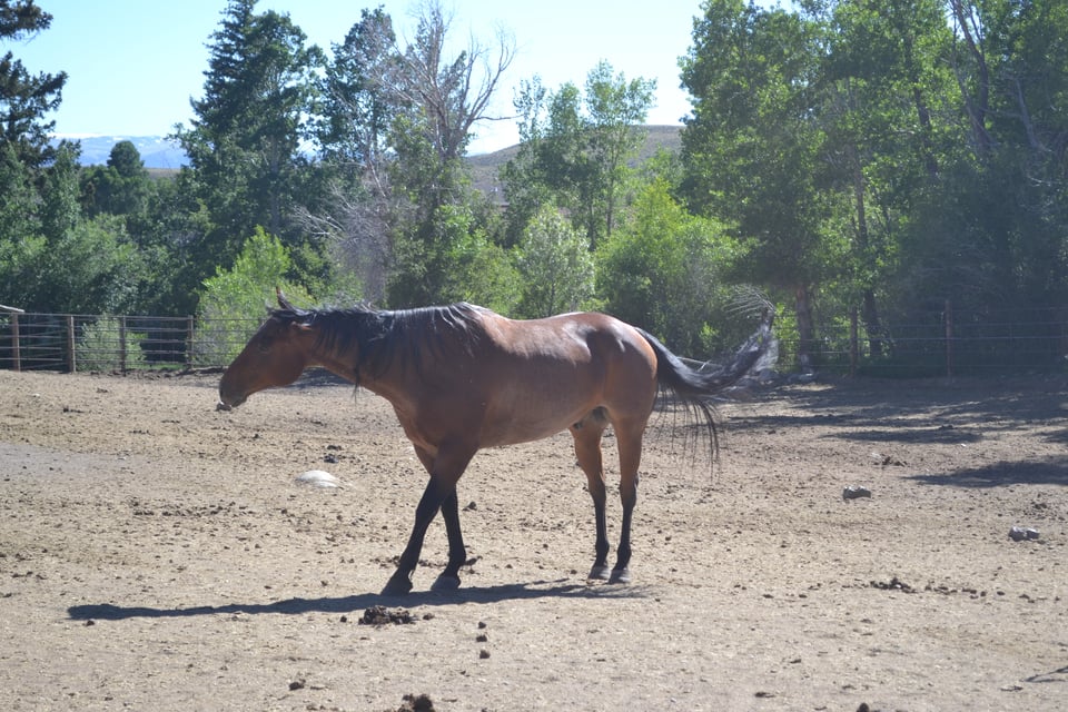 A bay horse walking across a dirt corral