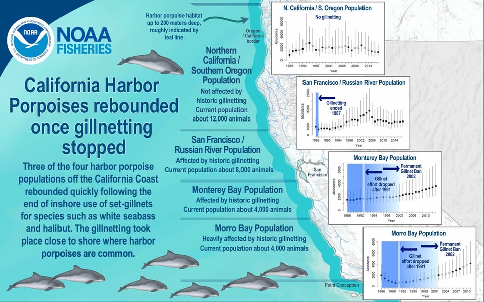 Retour spectaculaire des marsouins communs dans des proportions insoupçonnées après l'interdiction des filets de pêche dans les trois milles de la Californie, à la fin des années 80.