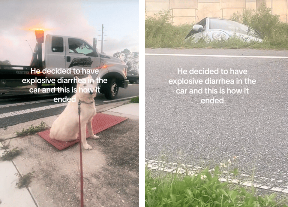 A big white dog sits on the side of the road near a tow truck, and then the camera pants to a car that's in a ditch.